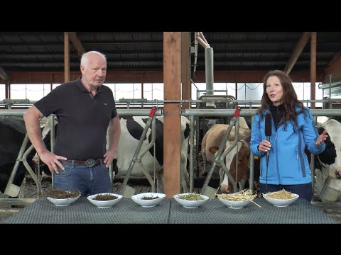 GEA Dairy Farming - Cooking Show for dairy cows - Episode 2