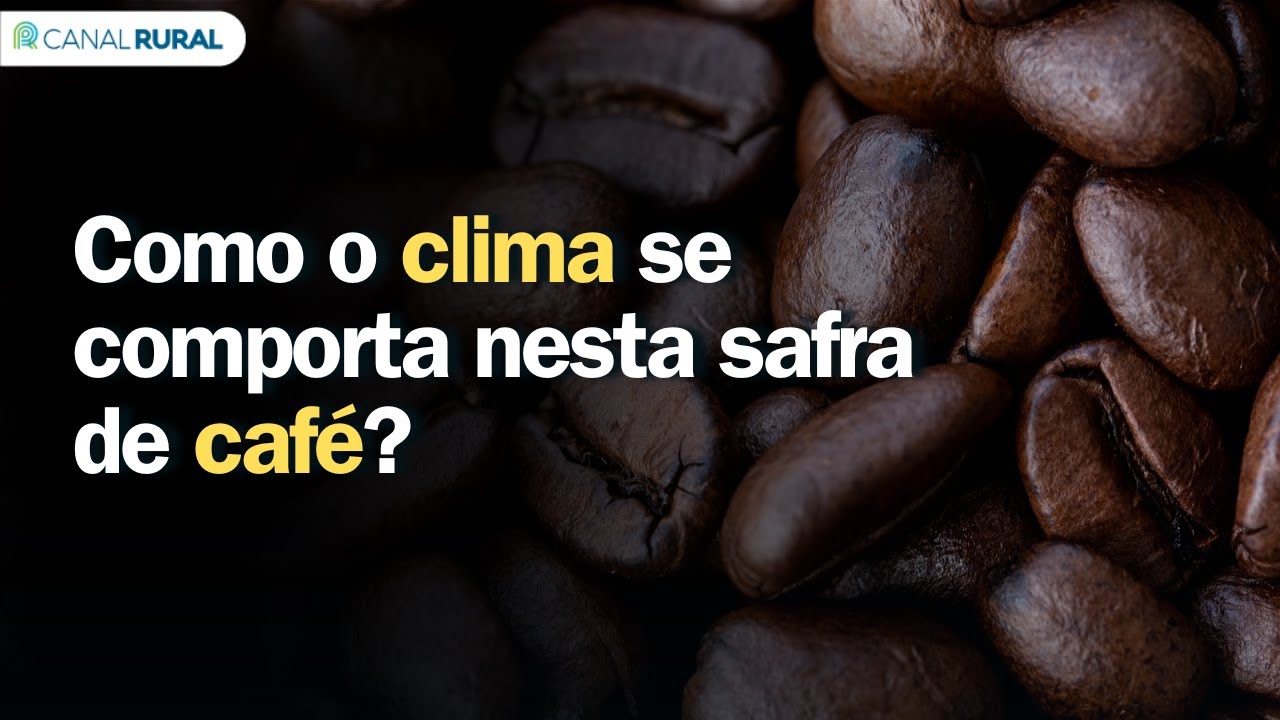 Como o clima se comporta nesta safra de café?
