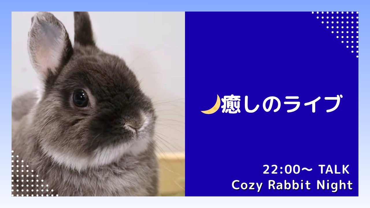 ねむねむうさぎの夜 🐇癒しのうさぎライブ｜アップ映像・スクショOK｜Cozy Rabbit Night