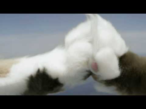 Pisicile parasutiste, ultima senzatie pe internet