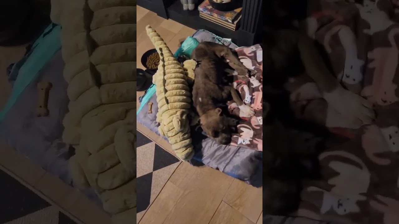 Lola video