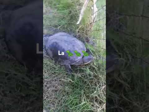 Vera y Pintado. Tortuga 🐢☕🐢🐢 #lugaresquesedeberiandeconocer
