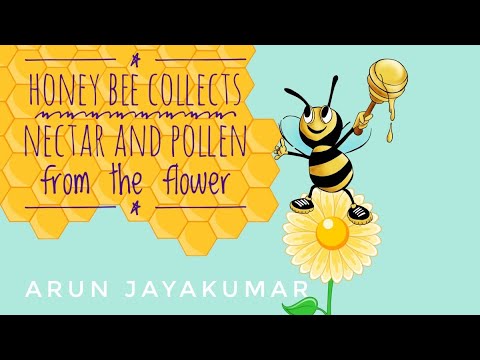Honey Bee collects nectar and pollen from the flower | Arun Jayakumar | David International