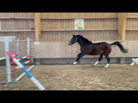 Vierjährige Stute von Quibery