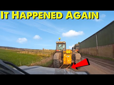 Calling For Help | Why Are My Cows Doing This?