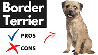 BORDER TERRIER pros and cons | Should You REALLY Get A BORDER TERRIER