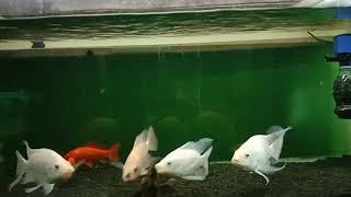 Download lagu Mujair kumpay mp3