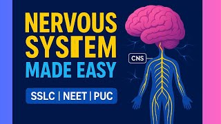 Functional Organization of the Nervous System! Nervous System, Brain, CNS, PNS, Reflex Action.