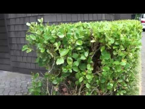 Auckland Houses for Rent - 3/41 Epsom Ave, Epsom