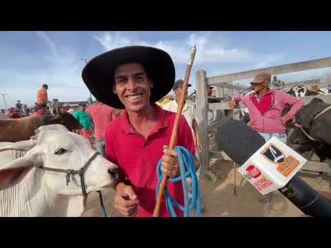 Gado de 200 Reais em Dois Riachos - AL 28 - 01 2026 #nordeste