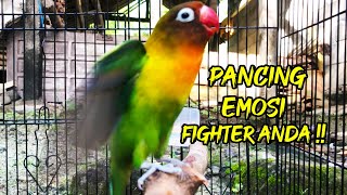 Download lagu MASTERAN LOVE BIRD FIGHTER NGEKEK PANJANG MEMANCING EMOSI LB ANDA !! mp3