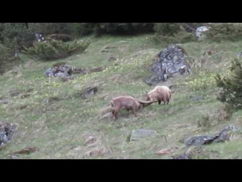 Bouquetins à Fionnay - Ibex