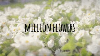 Million Flowers | Philippa Hanna