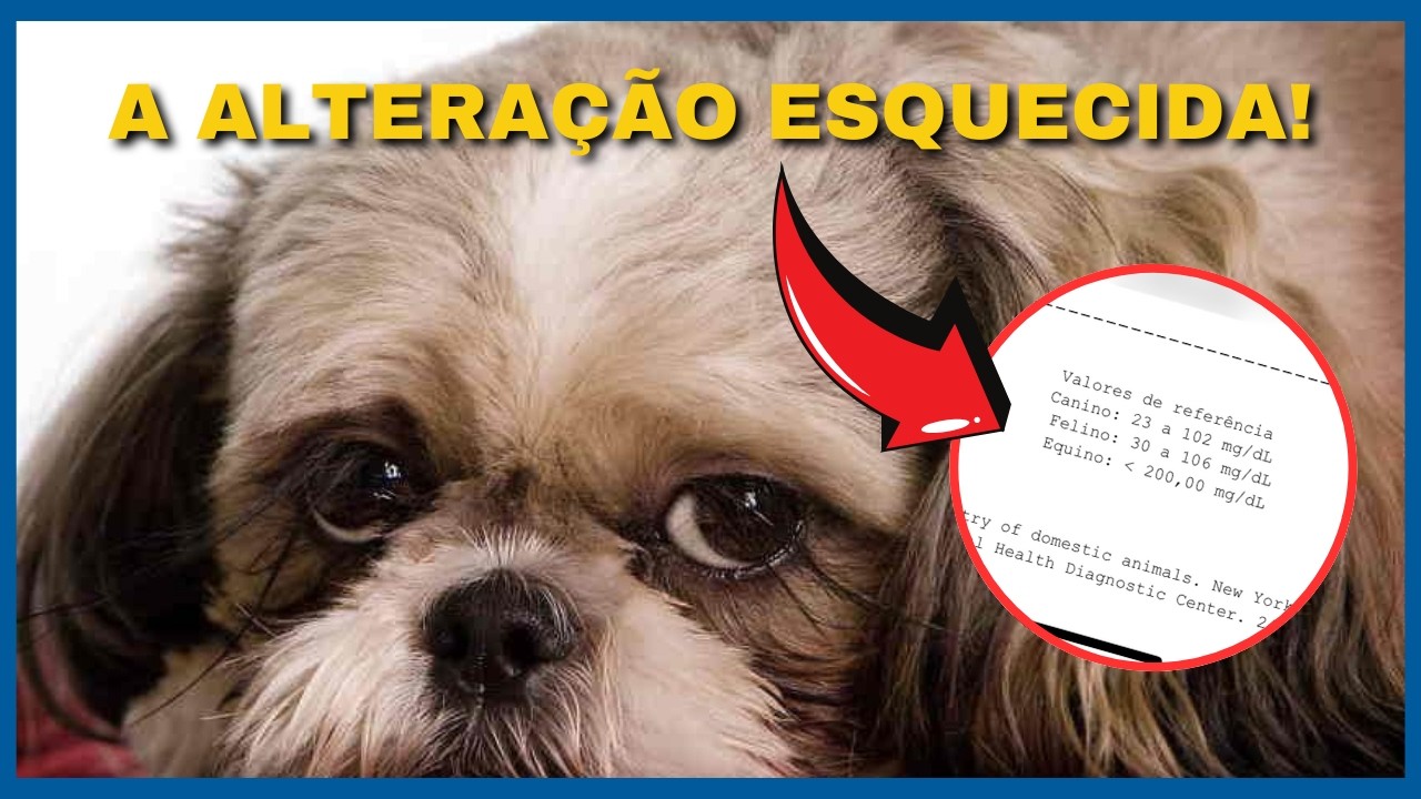 TERRIBLE Change in the Blood of Dogs and Cats that Requires EXTREME ATTENTION.