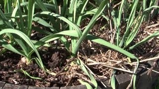 How to Grow White Lisbon Bunching Onions : Organic Gardening for Real