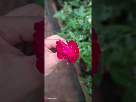 savrreye mana savrre