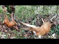 How to make trap to catch muntjac deer  work 100% #amazing #trap
