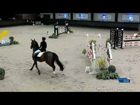 Cascamiro   * Cascadello I x Quilot  * 2019