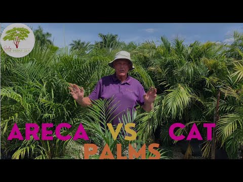 Areca Palms vs Cat Palms