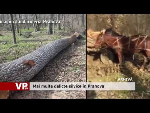 Mai multe delicte silvice în Prahova