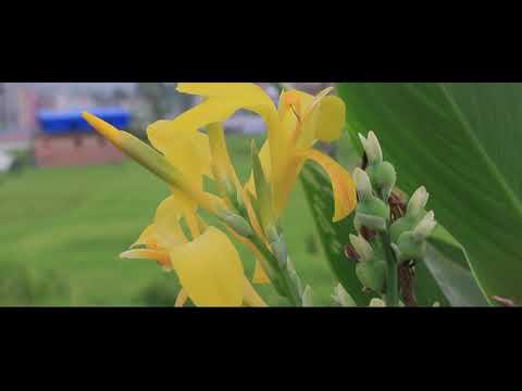 Ergest Lapi - Hodha nje lule ne ferre #ergestlapi #kengepopullore #kengejugu