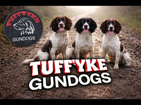 Spaniel and Labrador live Game Gundog Training