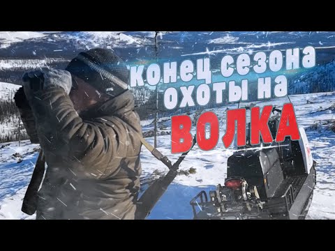 Конец сезона охоты на волка в Якутии.