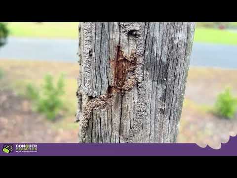 Protecting Your Fence from Termites: Key Signs of Infestation and Effective Prevention Tips