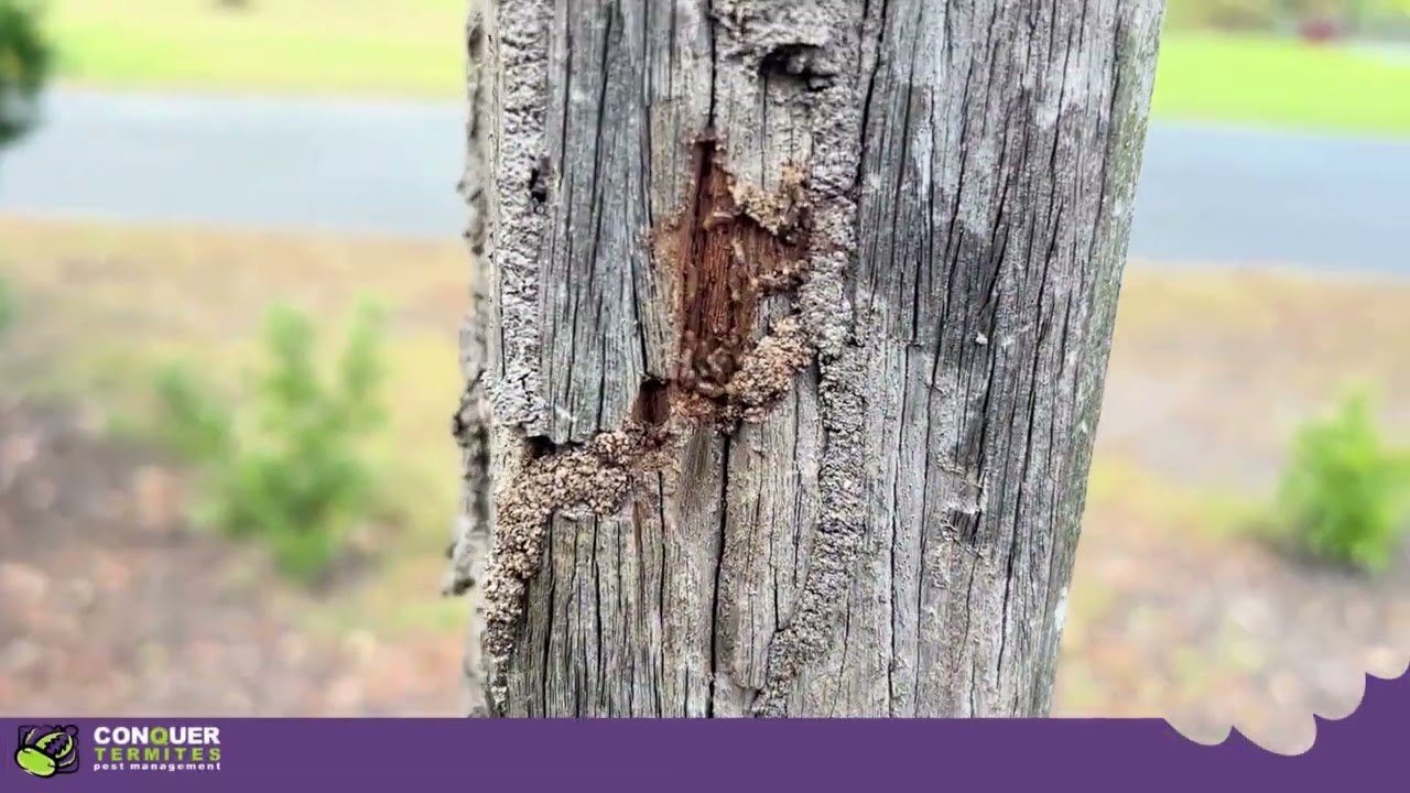 Protecting Wood Structures from Weather and Pests