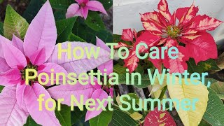 How to Care Poinsettia in Winter for next Summer/ #how to care poinsettia plant