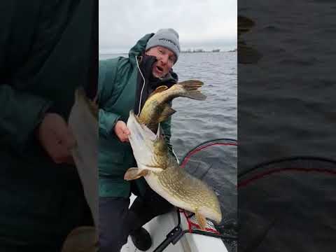 A huge 111 cm pike with an 80 cm pike in its mouth 😱😱😱