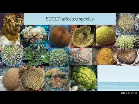 Conservation Conversations: Friday, May 1, 2020. Topic: Stony Coral Tissue Loss Disease