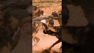 Wild Dogs vs. Crocodile - The Ultimate Ambush
