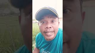 Download lagu story WA lucu Tarmin ngintip orang pacaran - news #shorts mp3
