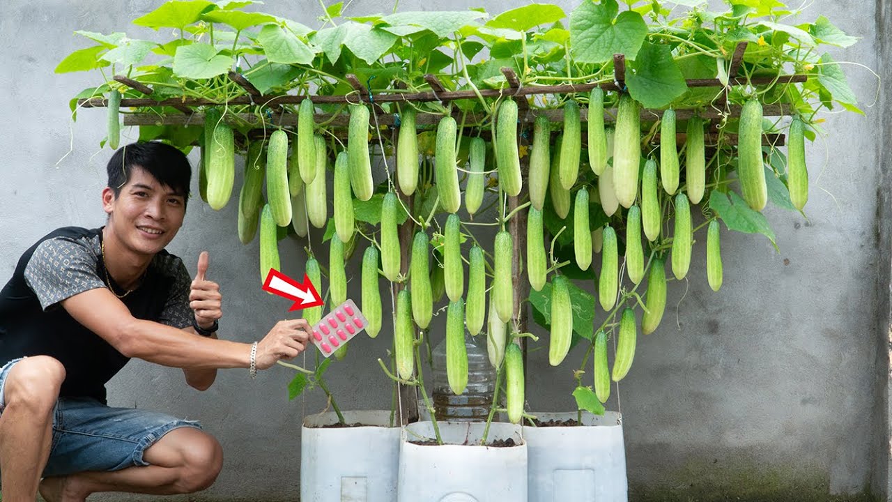 Growing cucumber in plastic containers, you only need one blister to grow and eat all the fruit