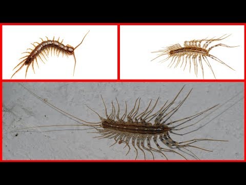 How to Get Rid of House Centipedes - 7 Home Remedies for Centipedes