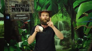 מופע חיות של שלמה