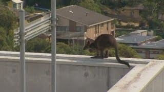 Baby wallaby stuck on ledge for two hours