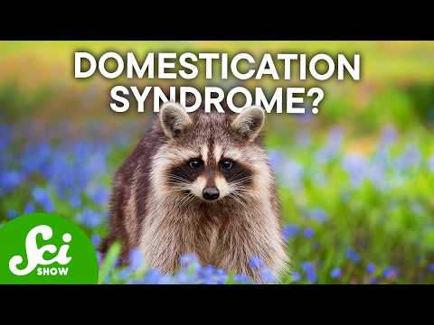 Something Strange Is Happening to Raccoons