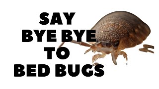 12 Amazing Ways of Getting Rid of Bed Bugs USING HOME REMEDIES #bedbugskillers #bedbug #vinegar