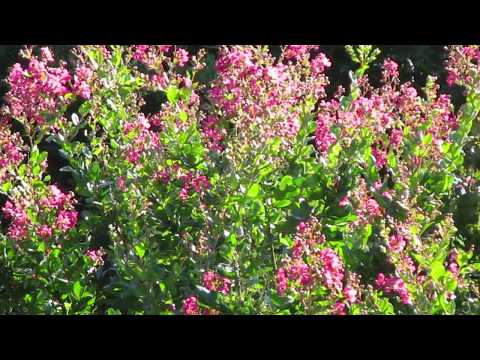 download lagu mp3 mp4 Queensland Crepe Myrtle, download lagu Queensland Crepe Myrtle gratis, unduh video klip Queensland Crepe Myrtle