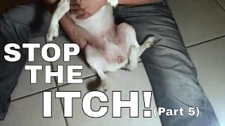 PART 5:  How To Stop Your Dog From Itching Scratching