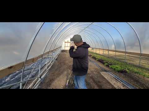 ( Market Garden Flips) Flipping carrot beds to winter sleep mode.