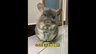 The little soda, this kind of animal called chinchilla can never catch up with the human, who is ea