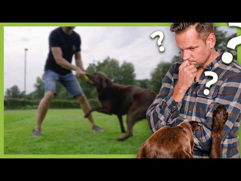 Irrglaube BESCHÄFTIGUNG: So viel Auslastung braucht ein Hund wirklich (Beeinflussende Faktoren)