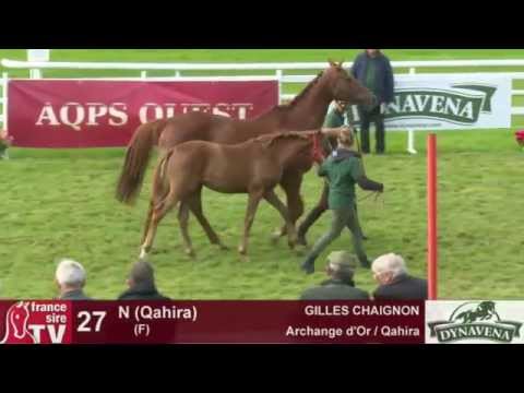 Show AQPS 2015 : lot 27 - N - F15 - Archange d'Or & Qahira