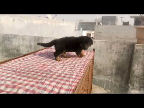 Kci registered  German shepherd dog