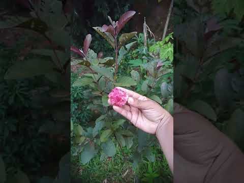 GOIABA CORTIBEL ROCHA .