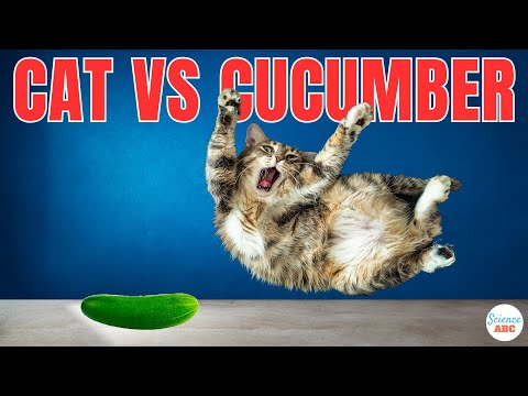 , title : 'Cats Vs. Cucumbers: Why Are Cats Scared Of Cucumbers?'