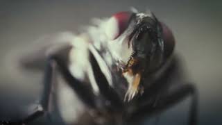 BANGLADEAFY – “Beautification”